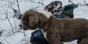 चार दिन तक बर्फ में डटे रहा कुत्ता, नहीं छोड़ा मृत मालिक का साथ